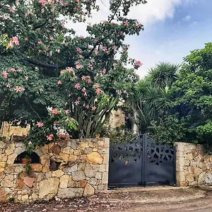 Chorisia San Teodoro (Sardinia)